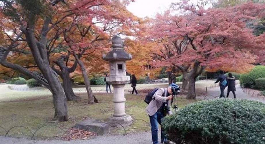 Mijenjanje boja lišća je atrakcija u Shinjuku Gyoen parku.