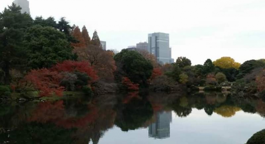Mijenjanje boja lišća je atrakcija u Shinjuku Gyoen parku.